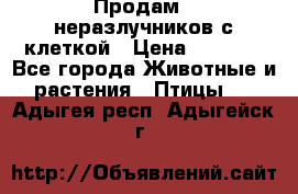 Продам 2 неразлучников с клеткой › Цена ­ 2 500 - Все города Животные и растения » Птицы   . Адыгея респ.,Адыгейск г.